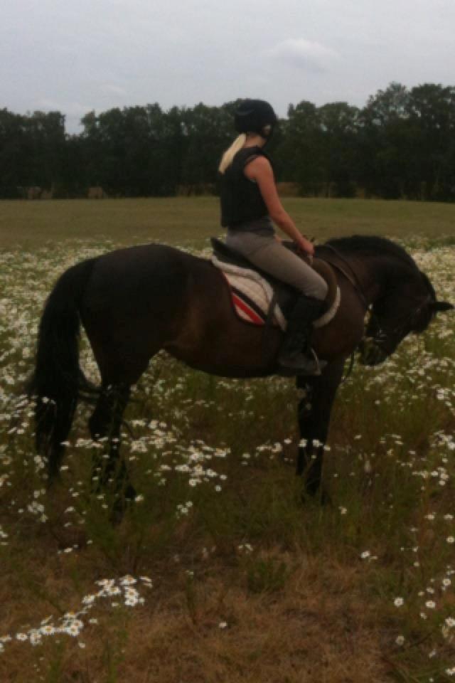 Connemara Jasmin - Jasmin og jeg på blomstermarken(-;
Taget af: Andrea. billede 19