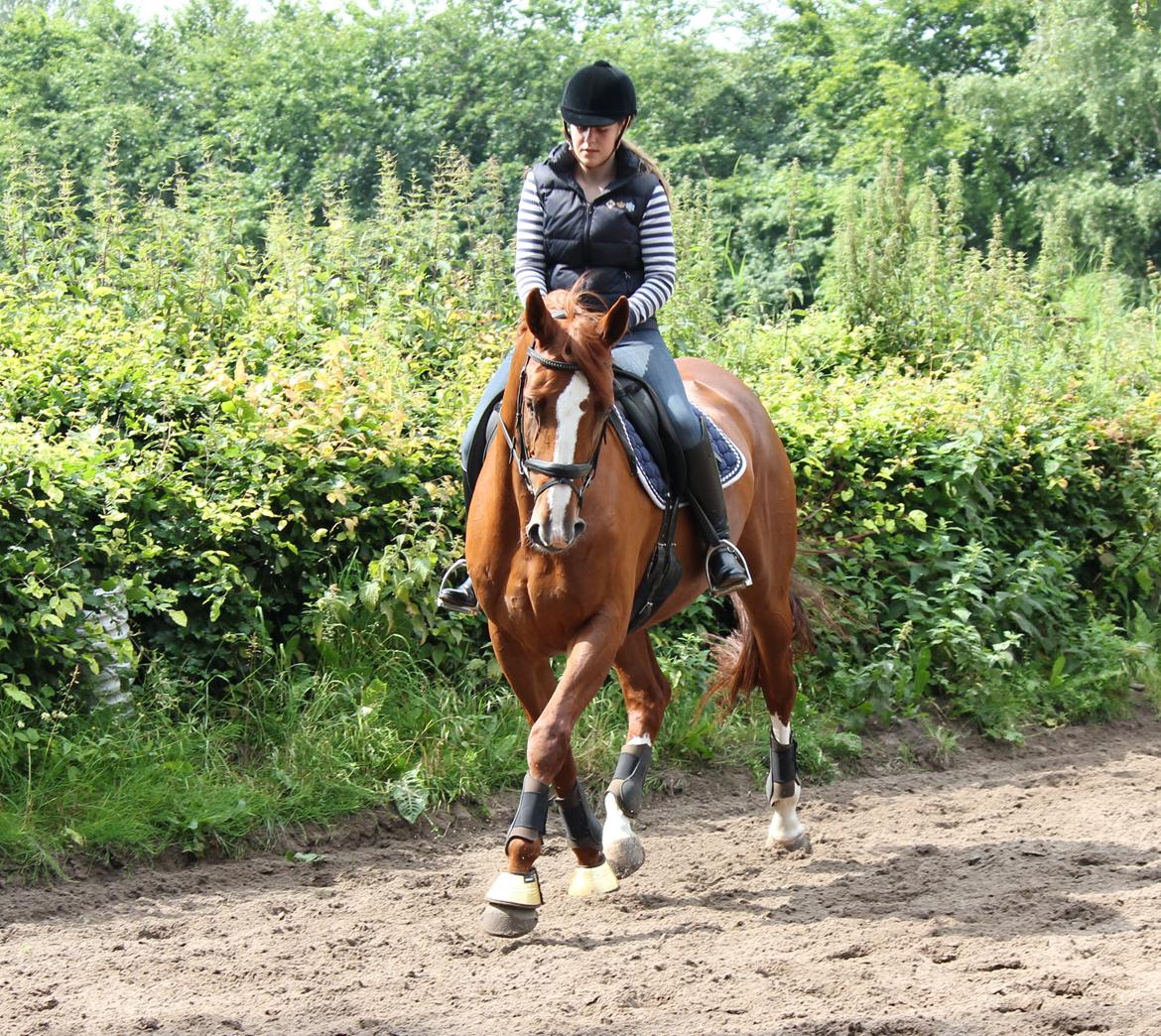 Dansk Varmblod Red Passion - Træning d. 11/7-12 :-) Hun var så sød! <3 Foto: HK billede 2