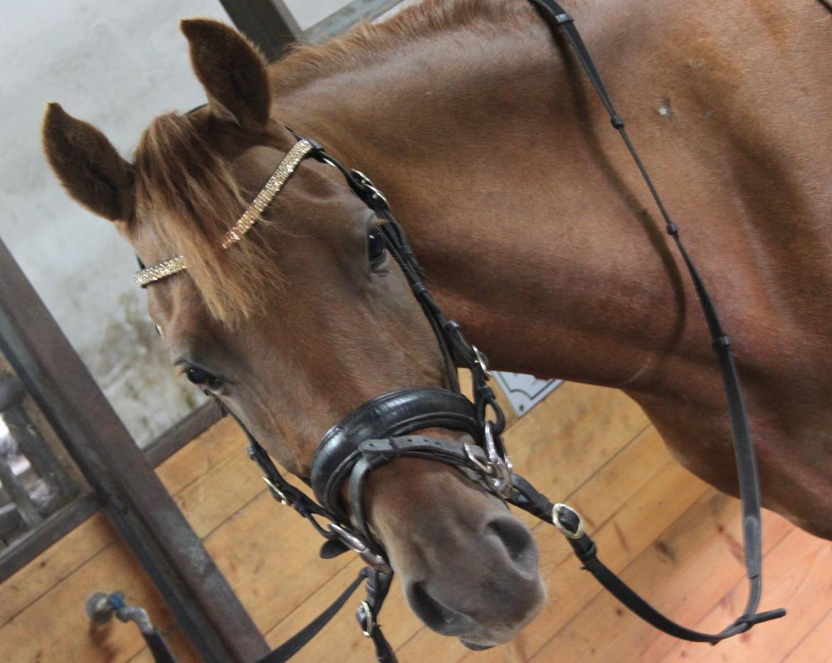 DSP Floridor - hans smukke hoved!!:-) billede 5