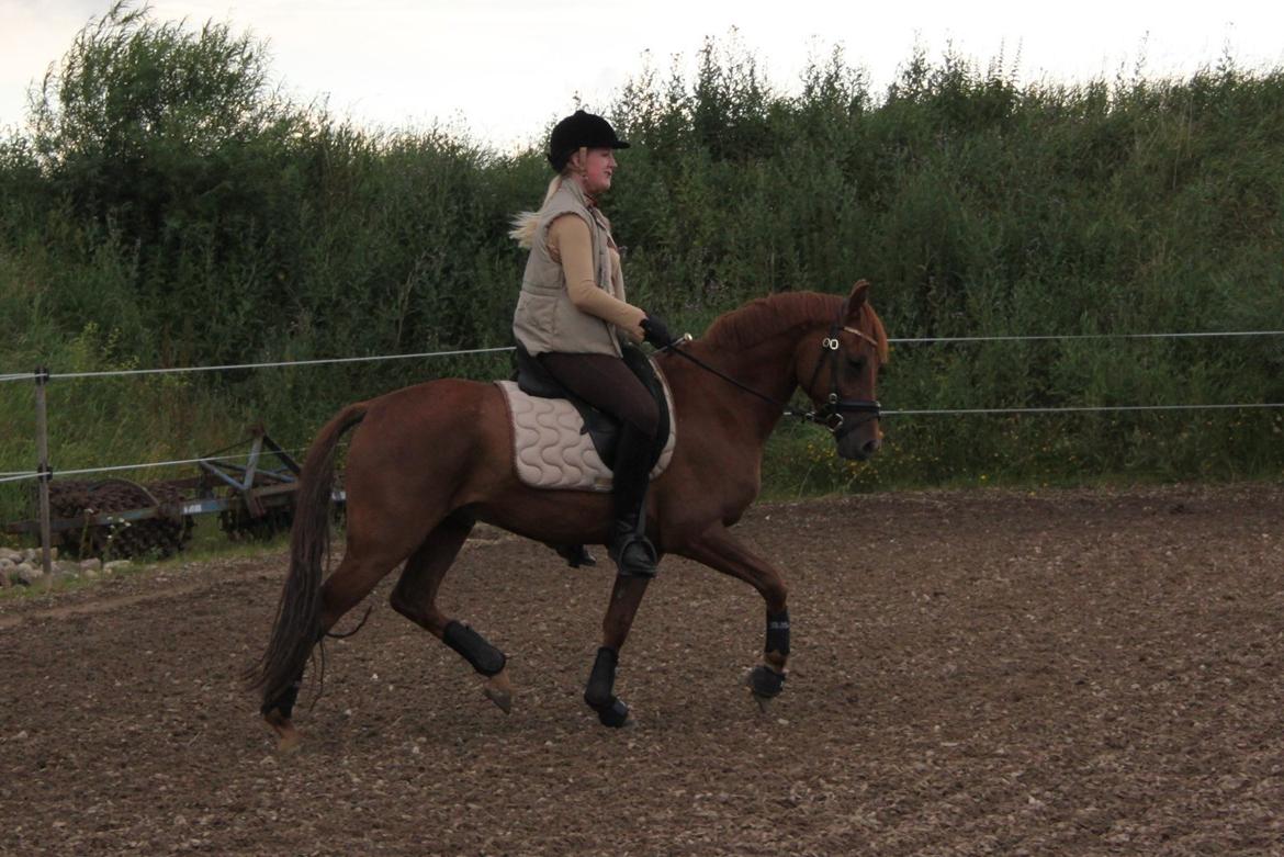 DSP Floridor billede 4