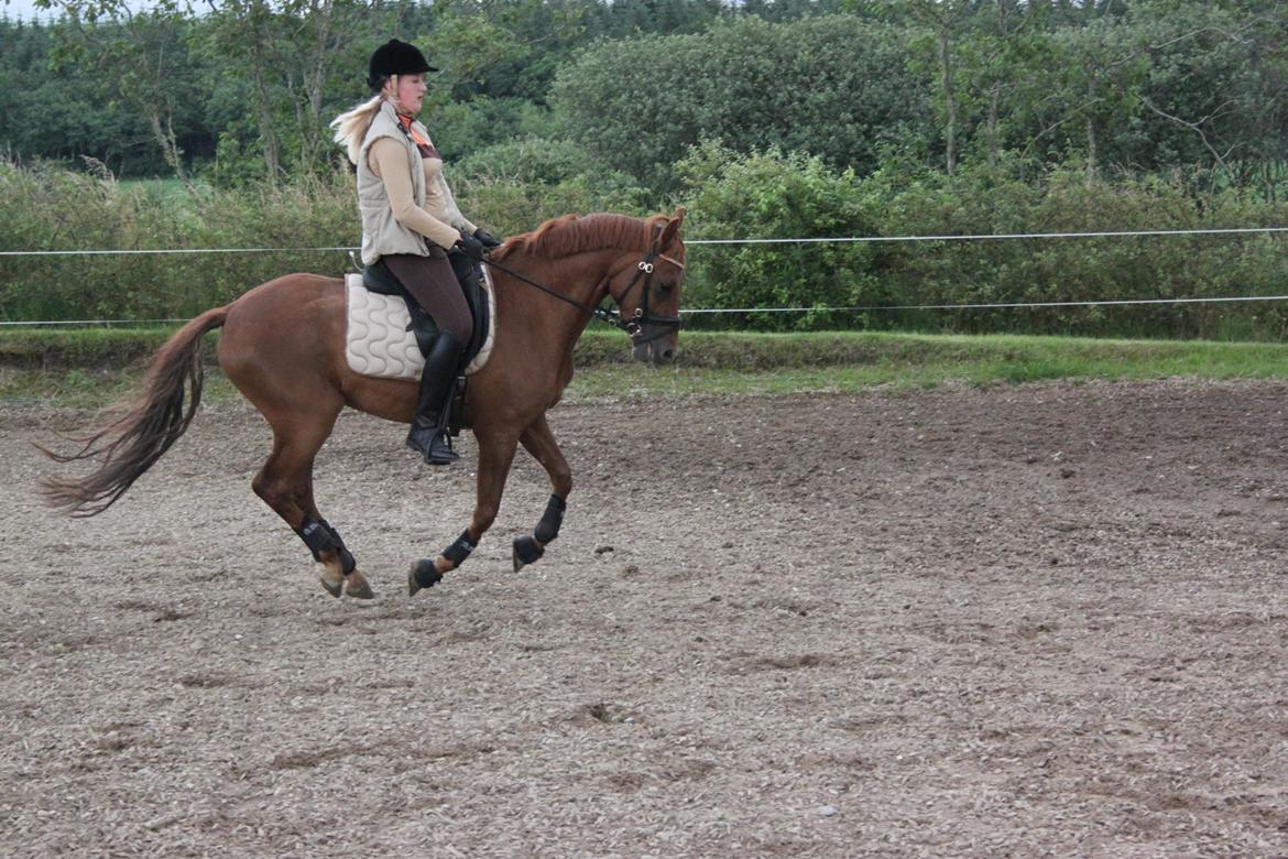 DSP Floridor billede 8