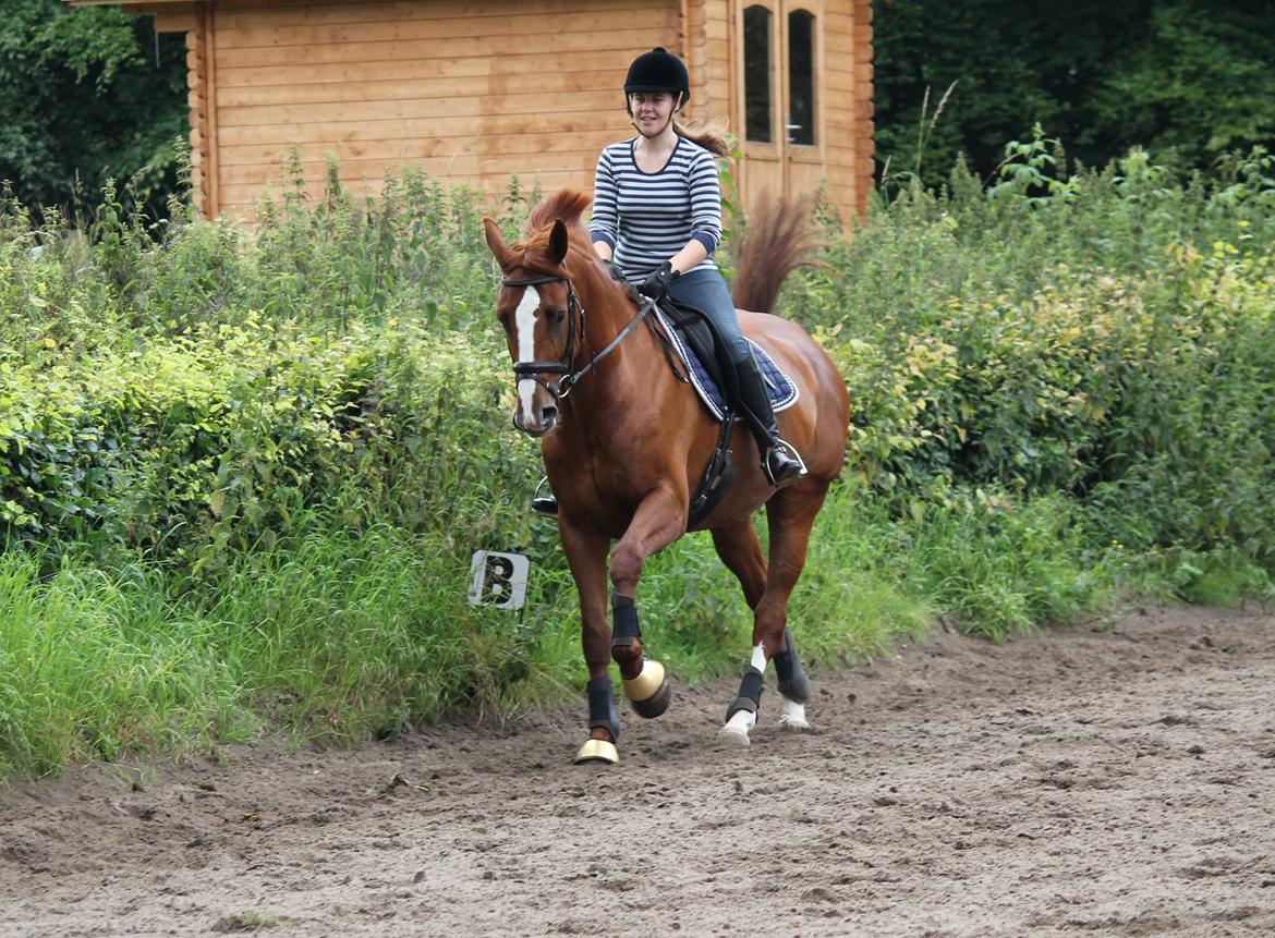 Dansk Varmblod Red Passion - Træning d. 11/7-12 :-) Her i galop :D jeg elsker dig <3 sidste gang jeg sad på verdens bedste! :'-( <3 Foto: HK billede 16