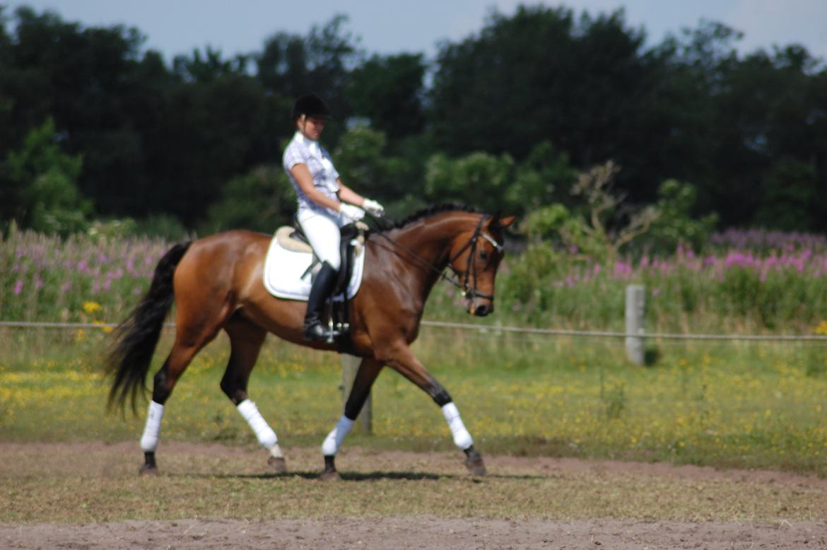 Dansk Varmblod Skovtoftens It's a Bella - hodsager 2012 billede 16