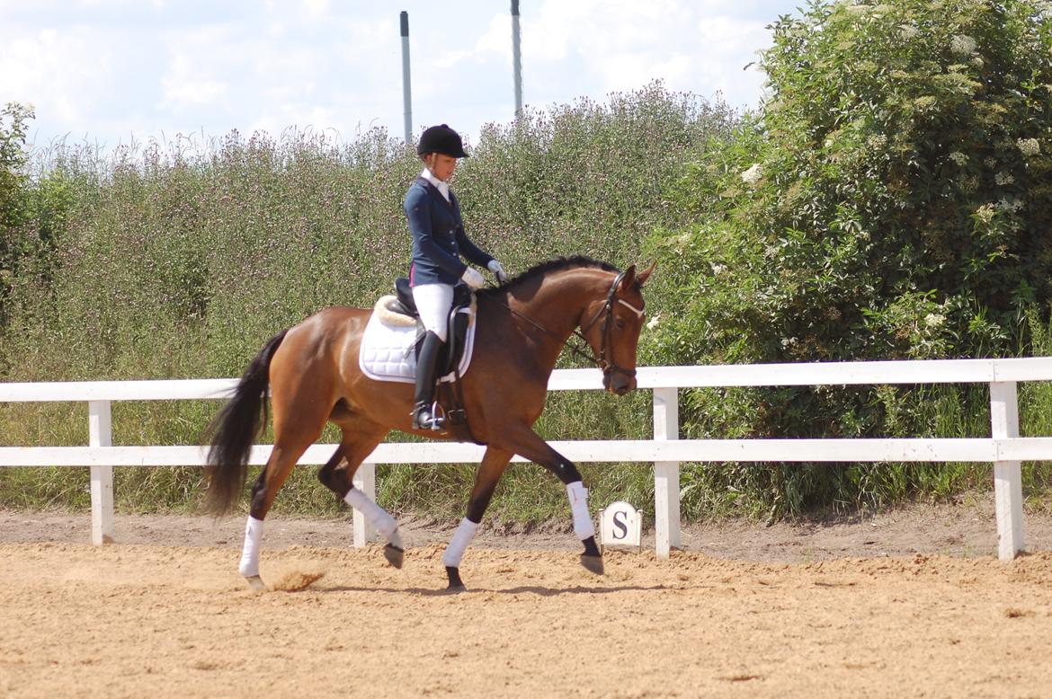 Dansk Varmblod Skovtoftens It's a Bella - hodsager 2012 billede 18