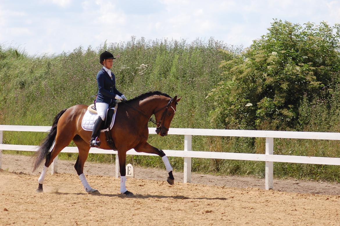 Dansk Varmblod Skovtoftens It's a Bella - hodsager 2012 billede 19