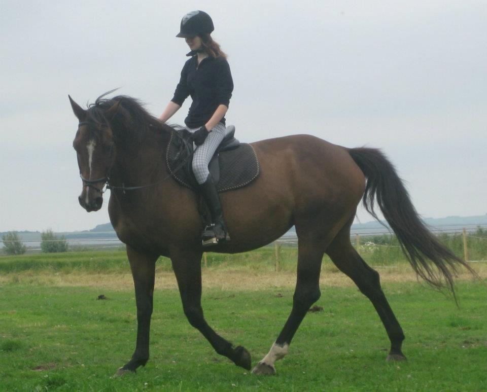 Dansk Varmblod Jacqueline Løwenskjold billede 1