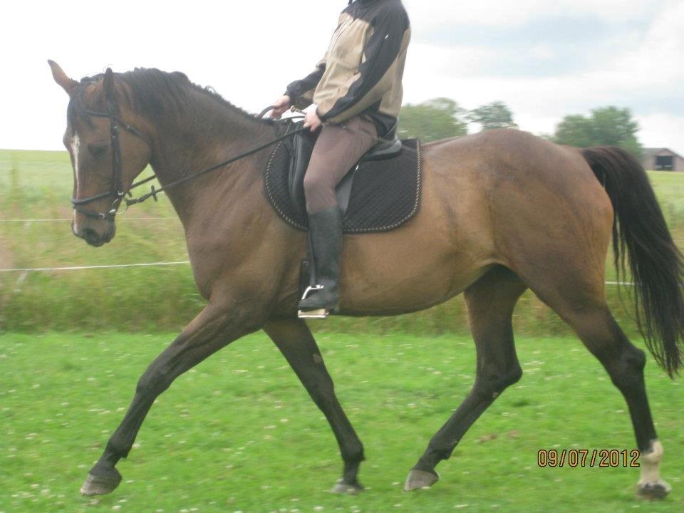 Dansk Varmblod Jacqueline Løwenskjold billede 2