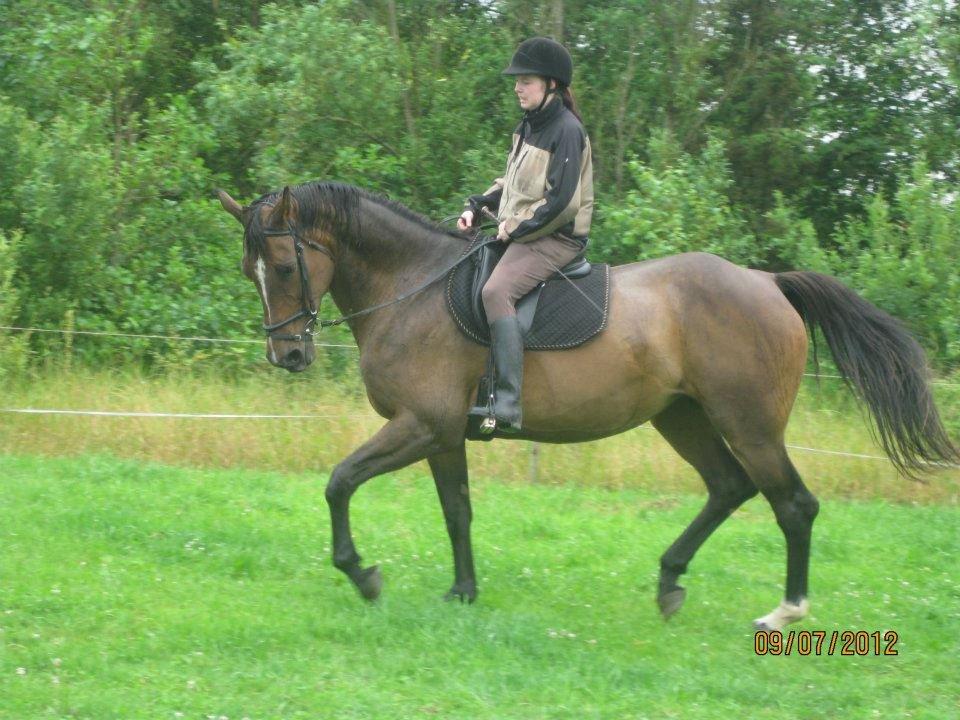 Dansk Varmblod Jacqueline Løwenskjold billede 4