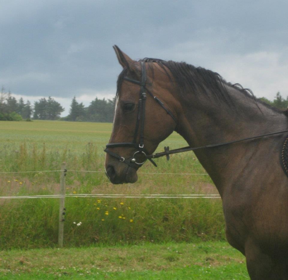 Dansk Varmblod Jacqueline Løwenskjold billede 5