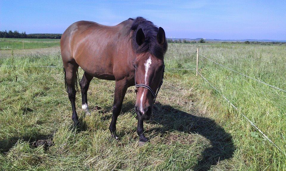 Dansk Varmblod Jacqueline Løwenskjold billede 6
