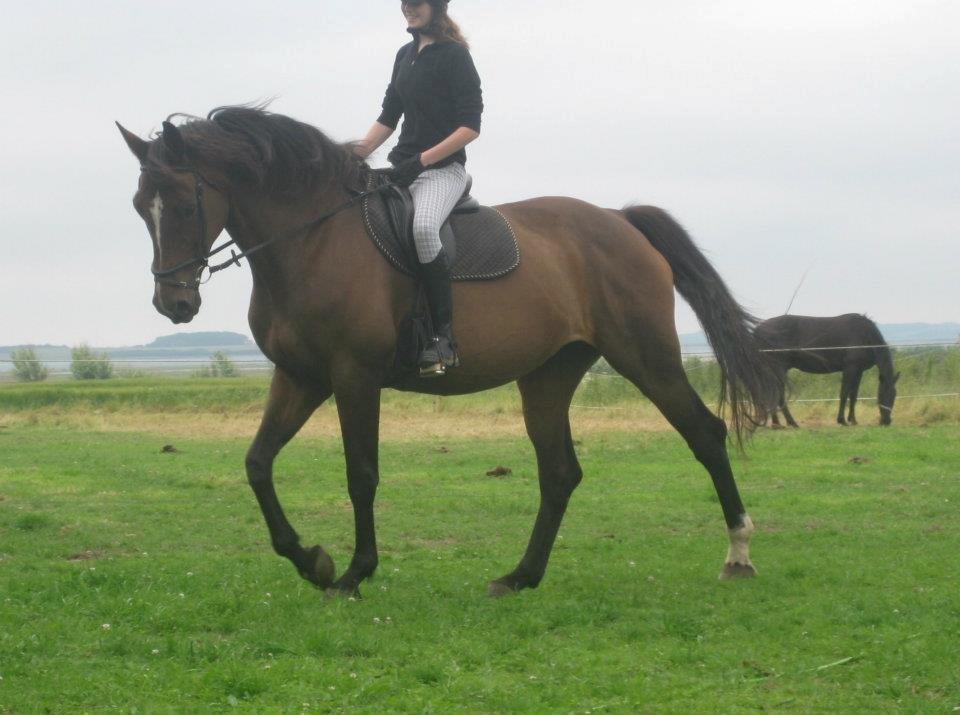 Dansk Varmblod Jacqueline Løwenskjold billede 7