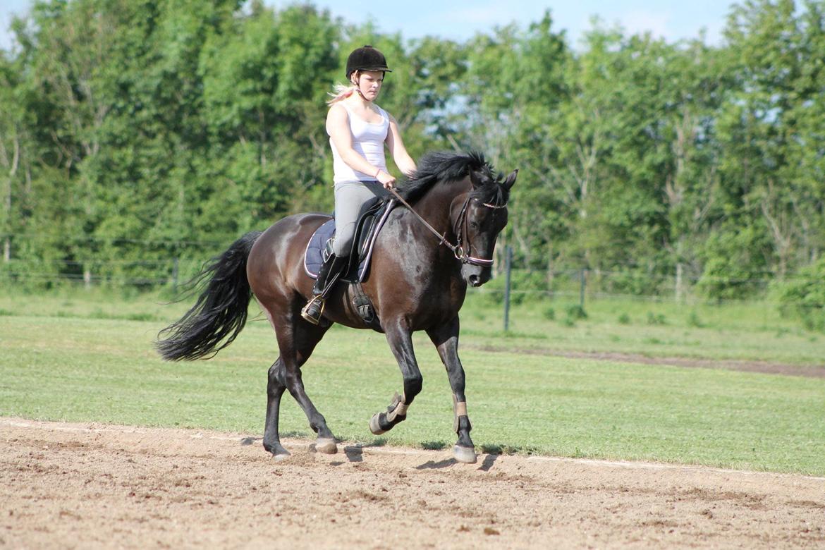 New Forest Vognmandsgården Alkatraz billede 3