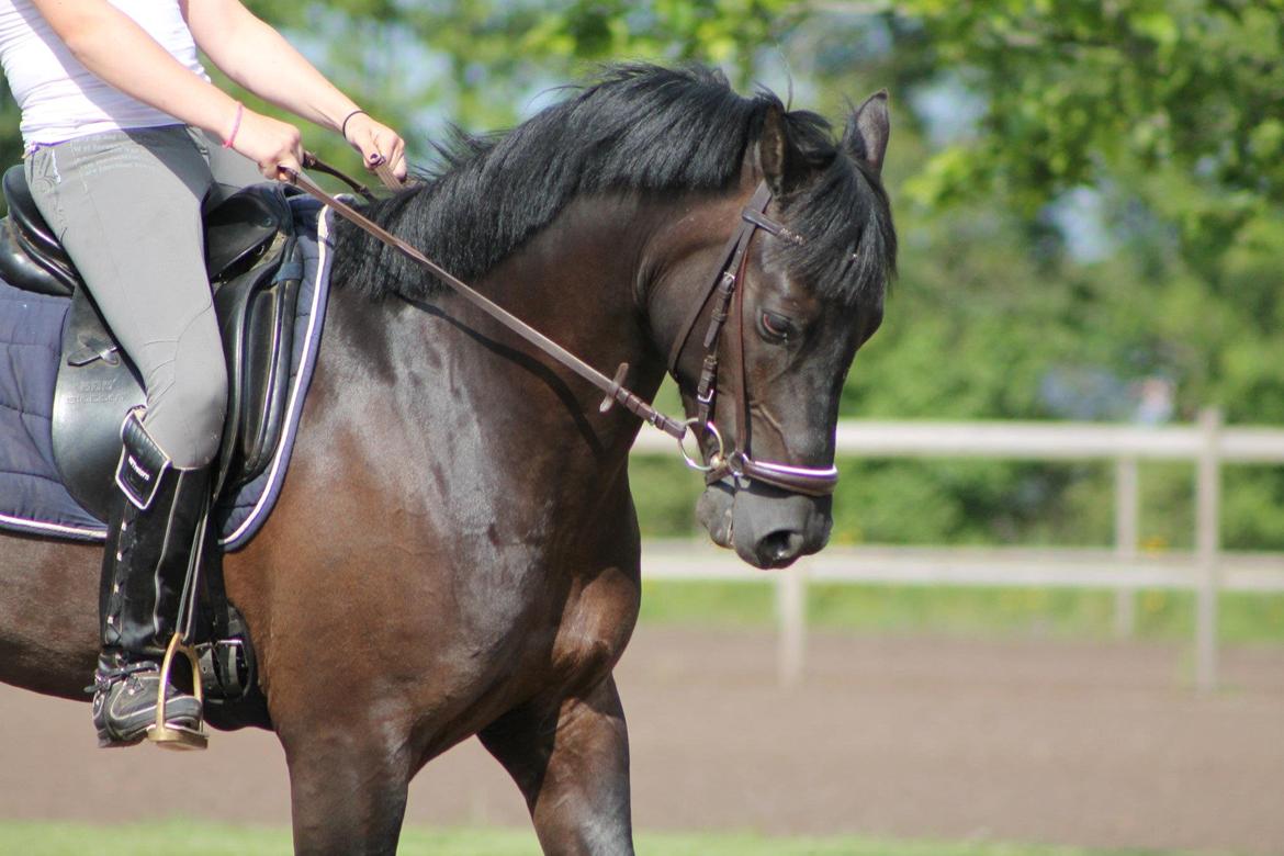 New Forest Vognmandsgården Alkatraz billede 5