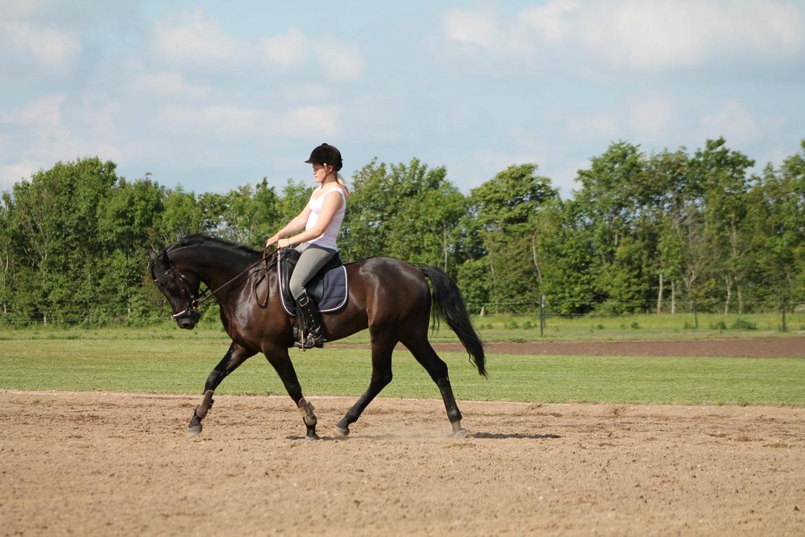 New Forest Vognmandsgården Alkatraz billede 7