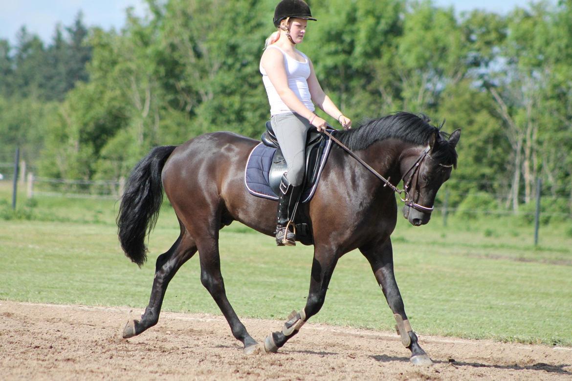 New Forest Vognmandsgården Alkatraz billede 8