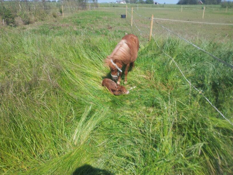 Anden særlig race Lille My billede 1