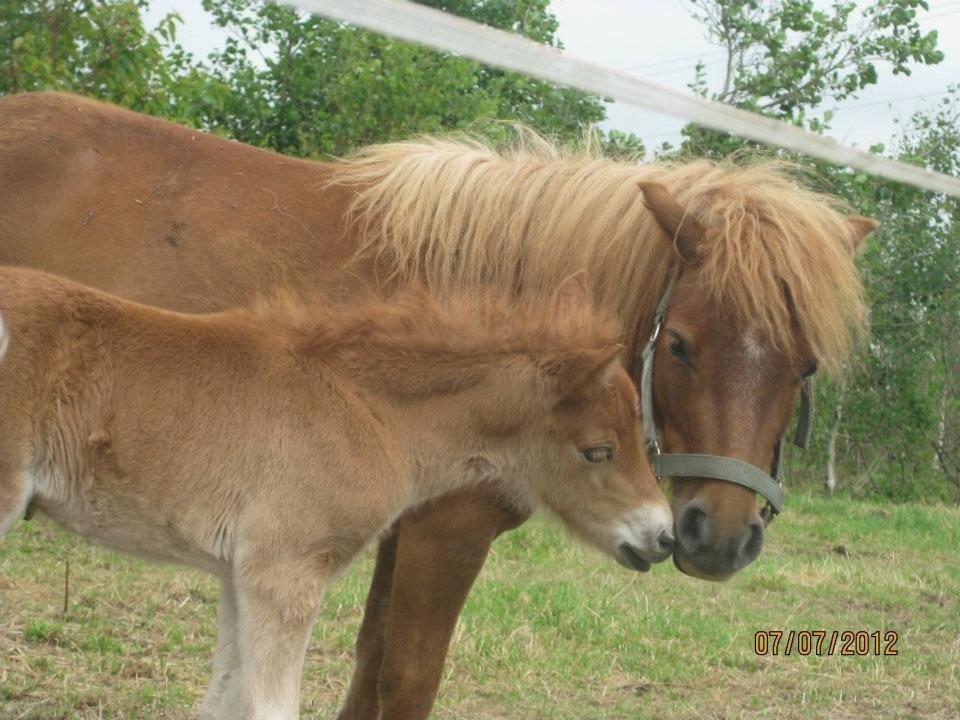 Anden særlig race Lille My billede 2
