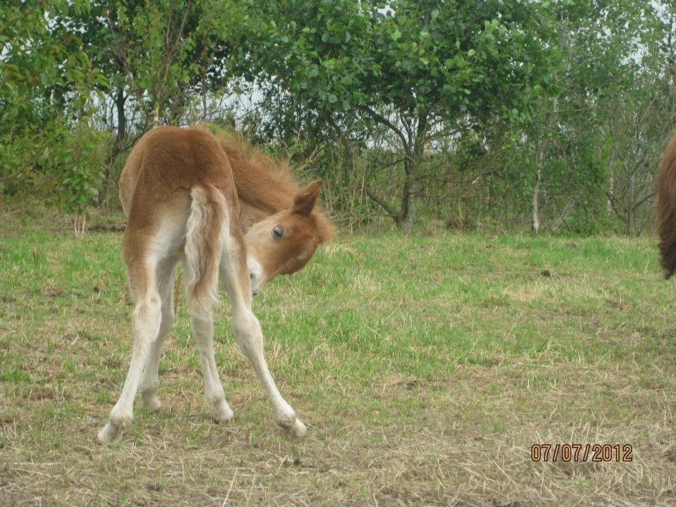 Anden særlig race Lille My billede 3