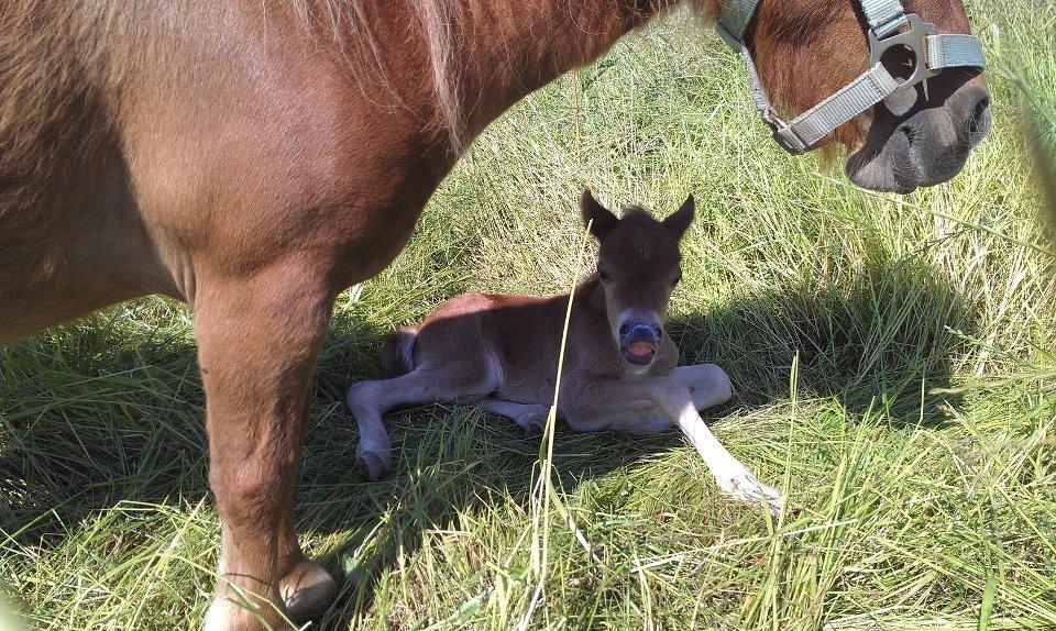 Anden særlig race Lille My billede 4