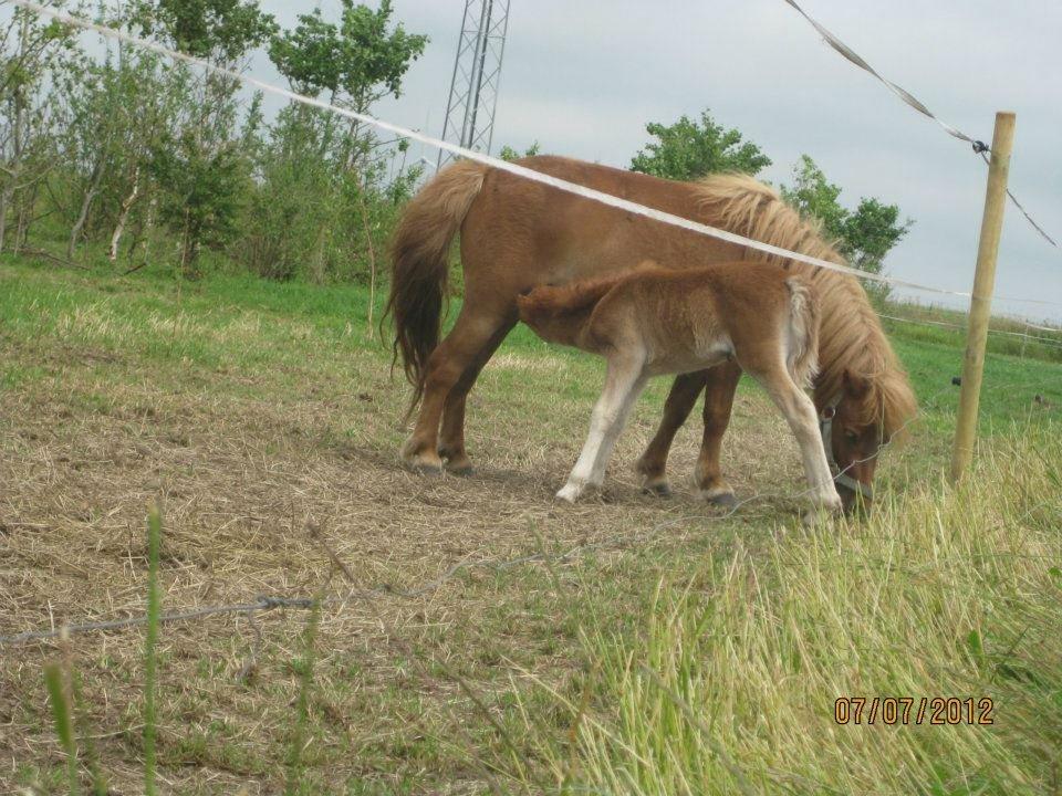 Anden særlig race Lille My billede 5