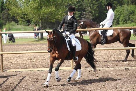 New Forest Lopik`s Hans (Solgt) billede 18