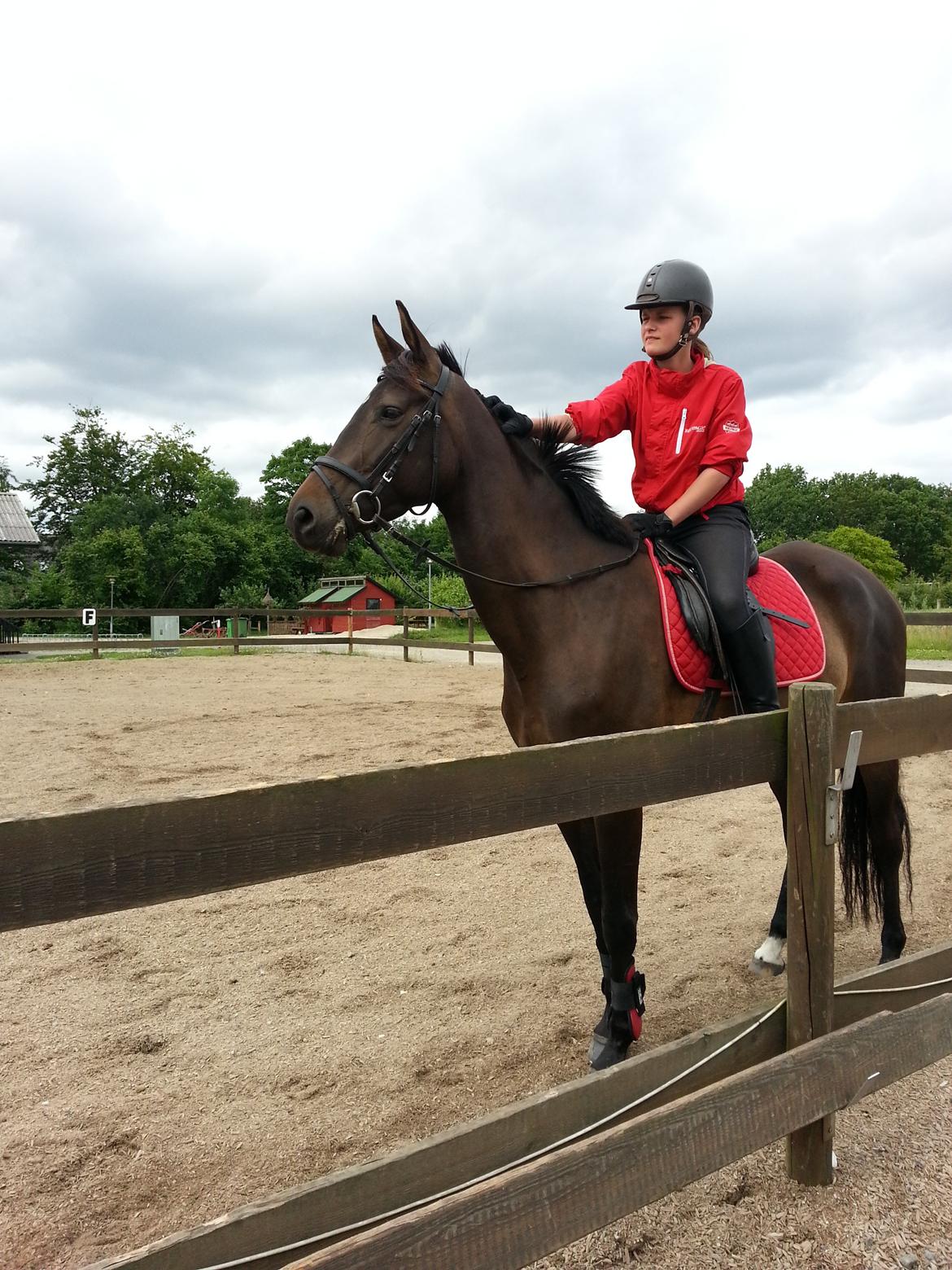 Trakehner Malaysia - Sødt par billede 11