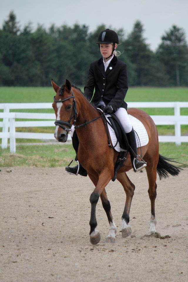 Anden særlig race Sweet Heart <3 - Lc3 til 4-dags stævne 2012<3 Billedet er taget af CHS Photo billede 12