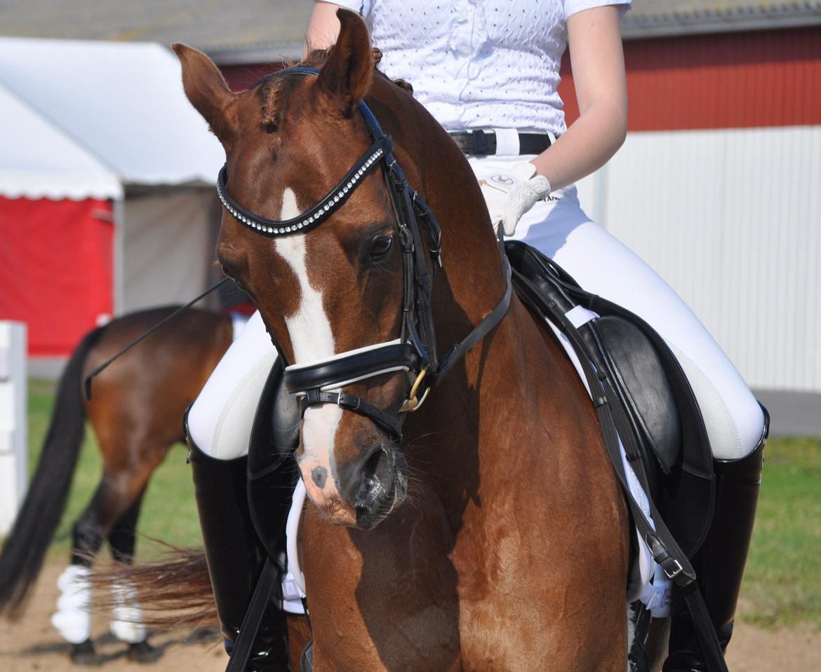 DSP Zendro A-PONY billede 5