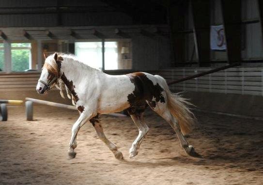 Anden særlig race Golden Atlas - Smukke pony <3 Foto: ? billede 18