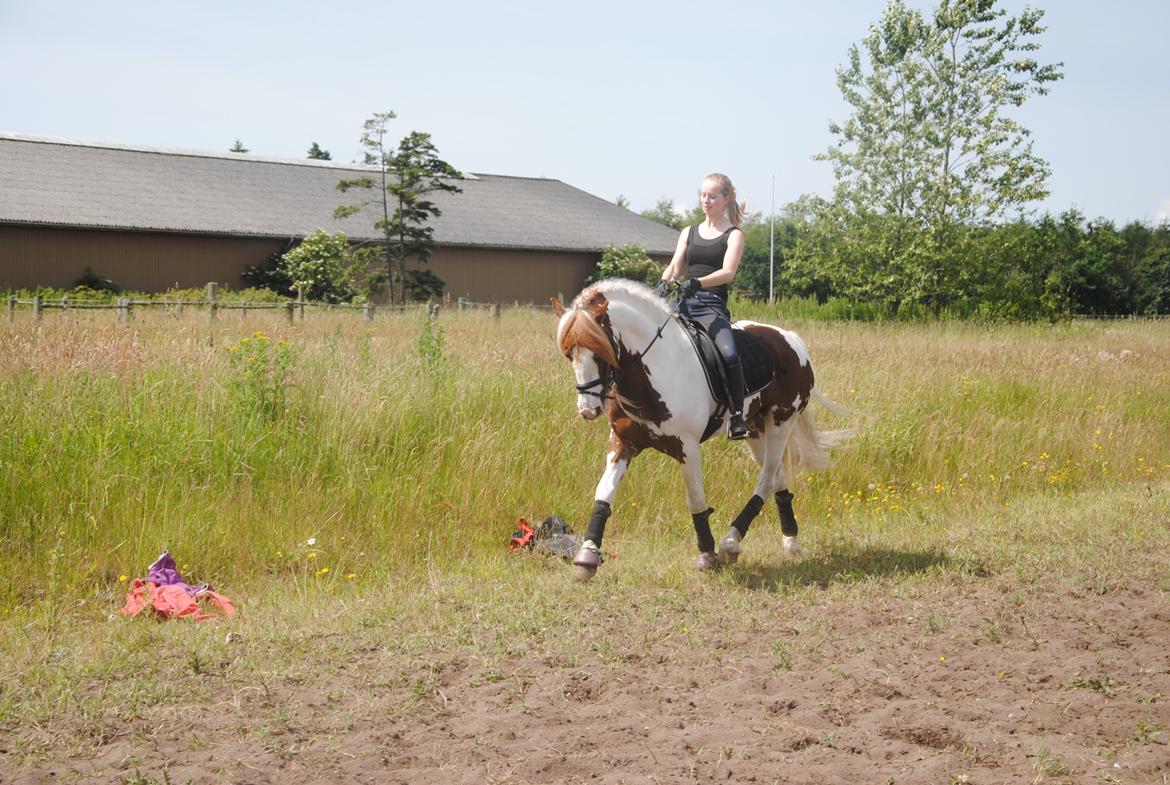 Anden særlig race Golden Atlas - Dressur pony :* Foto: Sabbe billede 17