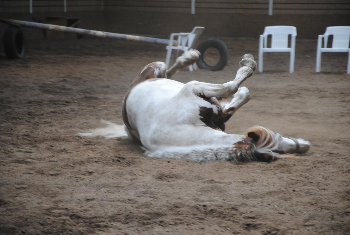 Anden særlig race Golden Atlas - Rulle dyret Uffe ;) Foto: ? billede 19