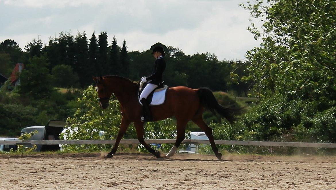 Dansk Varmblod Bastianborgs Zantos billede 16