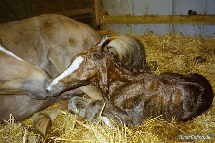 Anden særlig race MC Zoya Z - Zoya nyfødt; hun var helt rød :-D billede 14