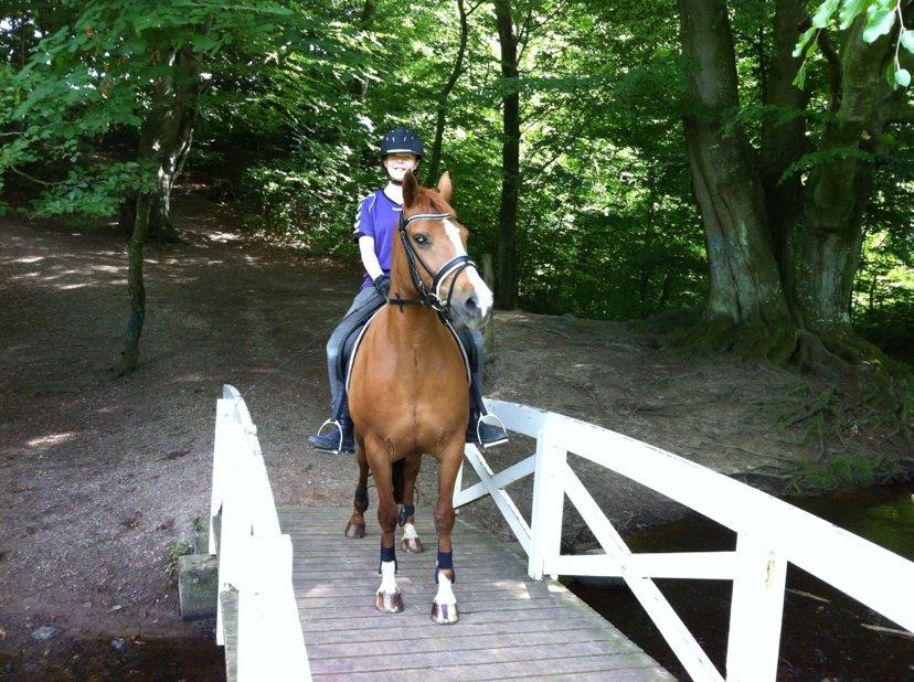 Connemara Amanda billede 3