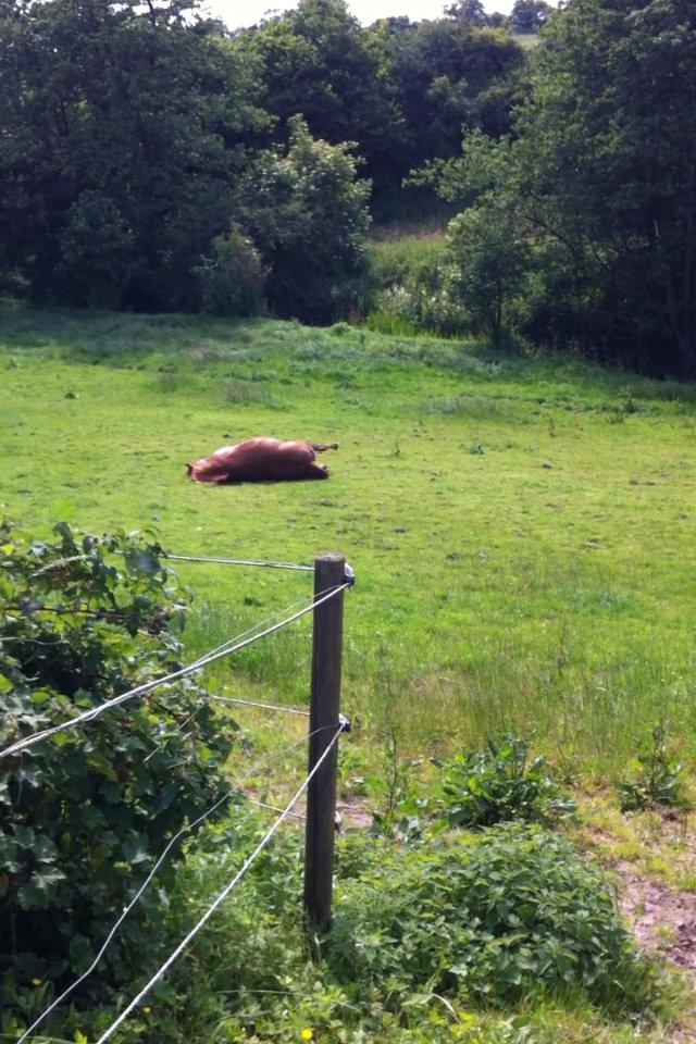 Connemara Amanda billede 7
