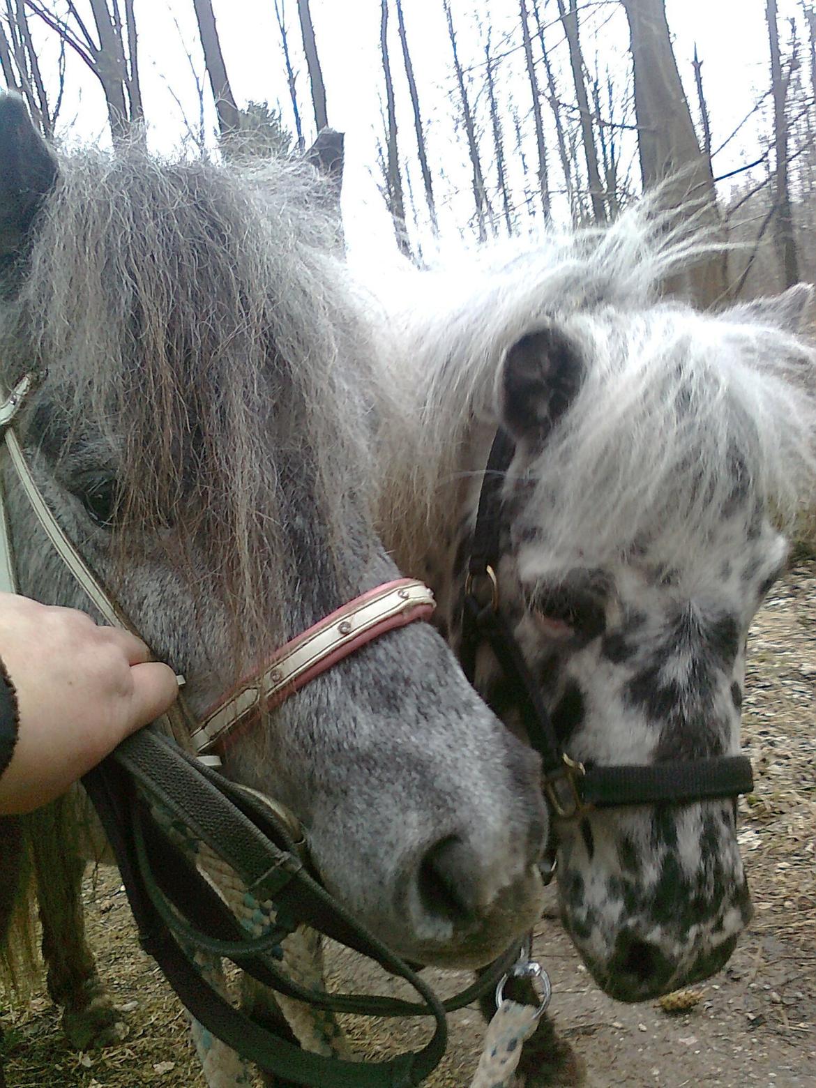 Shetlænder Mynte (tidl.hest) - Mynte og Elvis ( nu Tin Tin) på gåtur.  Vinter 2010 billede 8