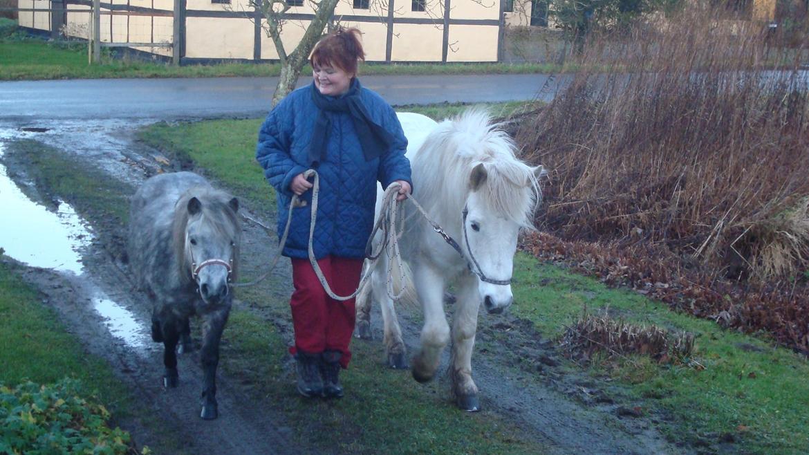 Shetlænder Mynte (tidl.hest) - Hjemme efter skovtur Mynte og Prinzen dec 11 billede 10