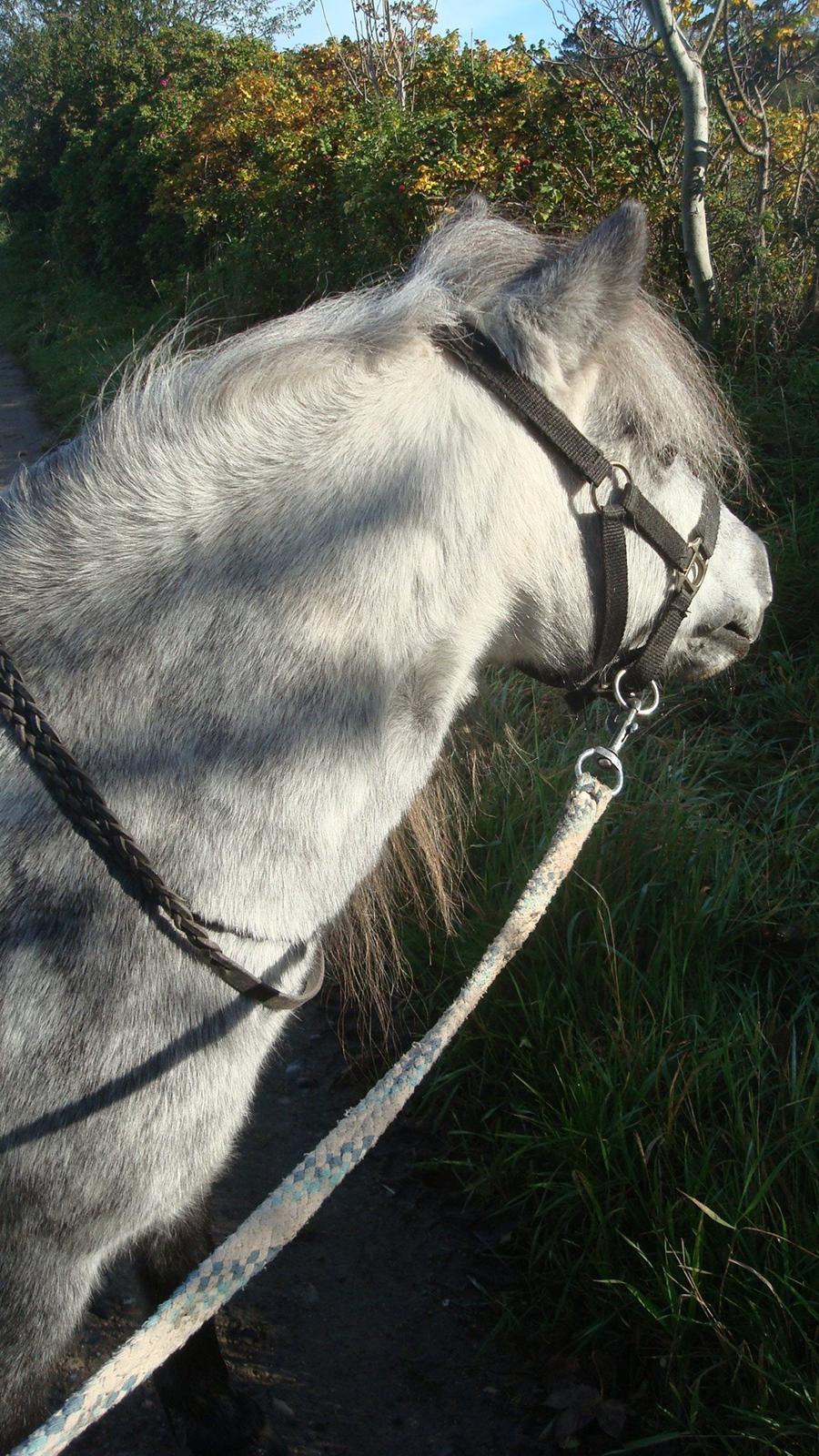 Shetlænder Mynte (tidl.hest) - Alene på tur. Forår 12 billede 11