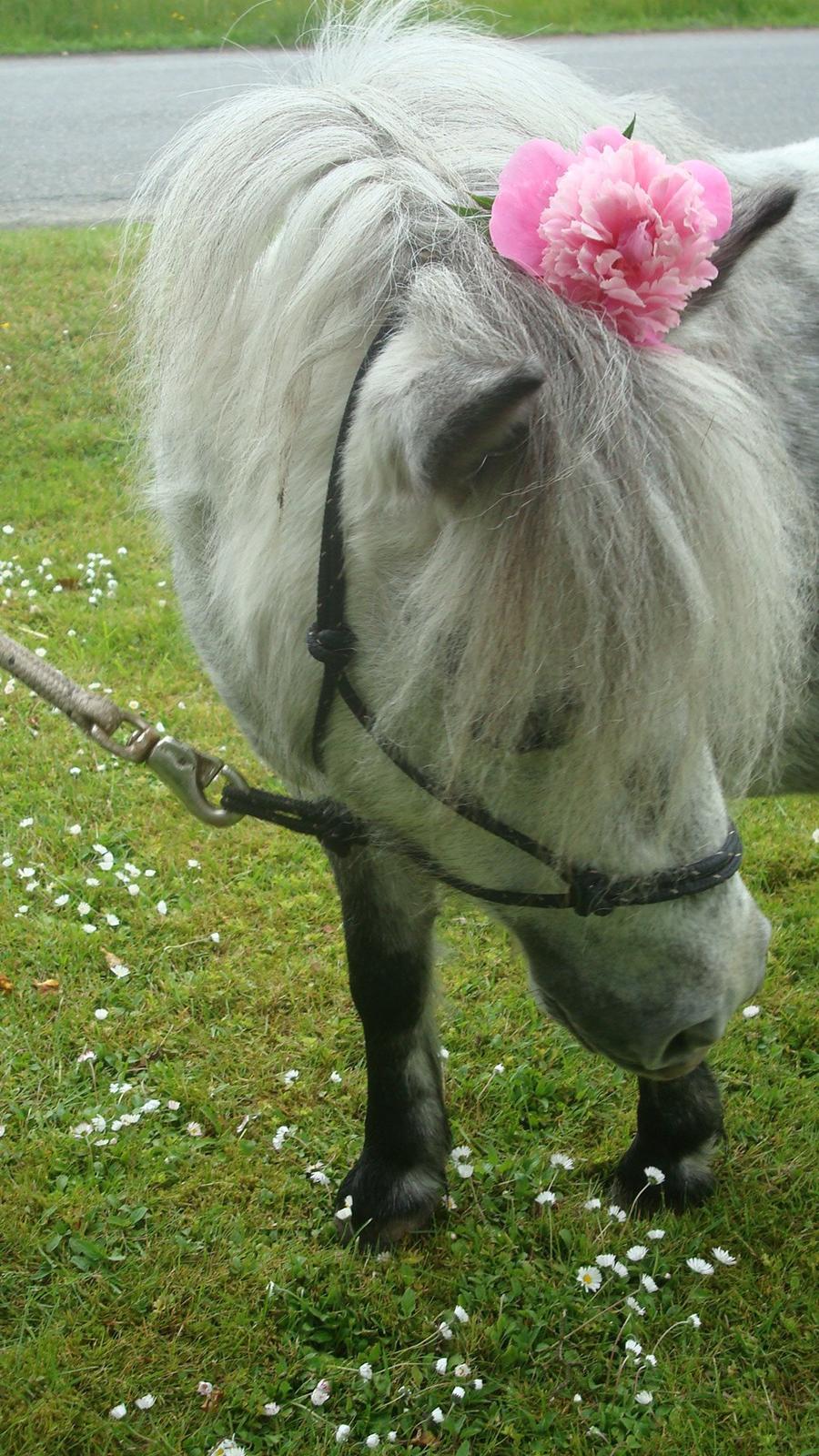 Shetlænder Mynte (tidl.hest) - sommer 12 billede 16