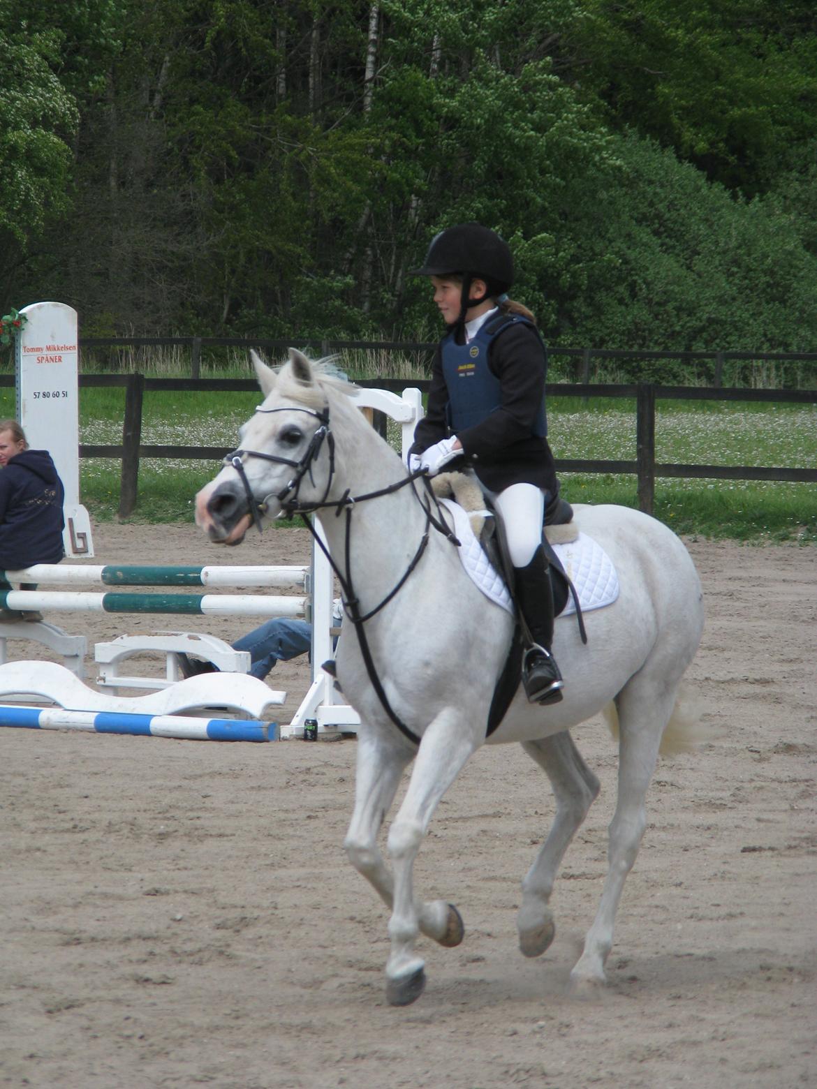 Welsh Cob (sec D) lana sds 35 R.I.P billede 10