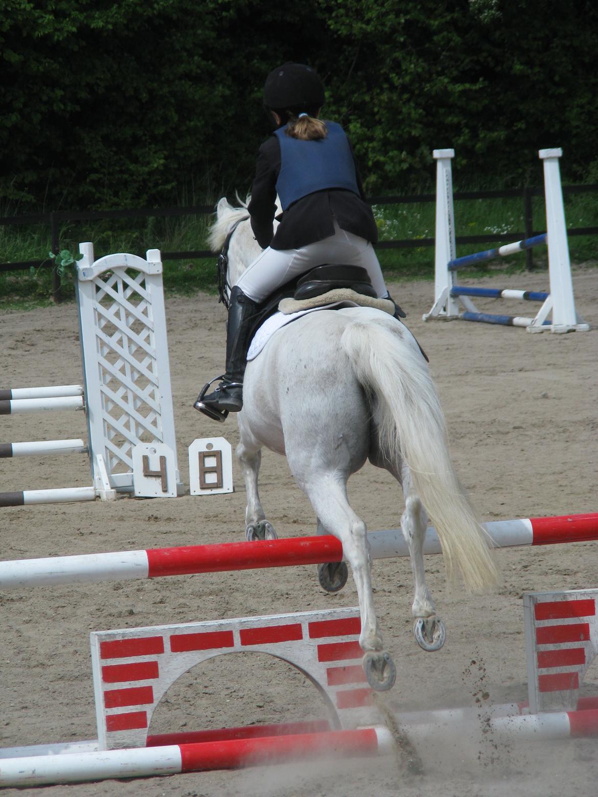 Welsh Cob (sec D) lana sds 35 R.I.P billede 18