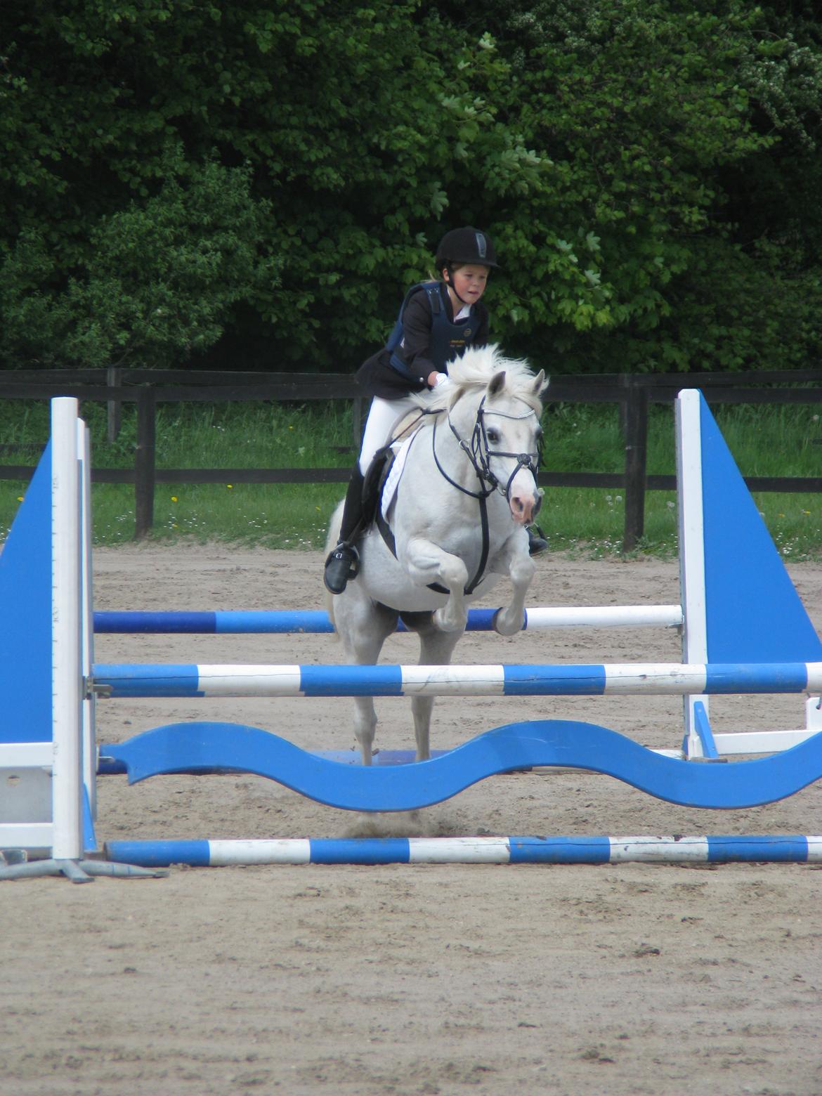 Welsh Cob (sec D) lana sds 35 R.I.P - Smuksakken i LB <3 billede 7