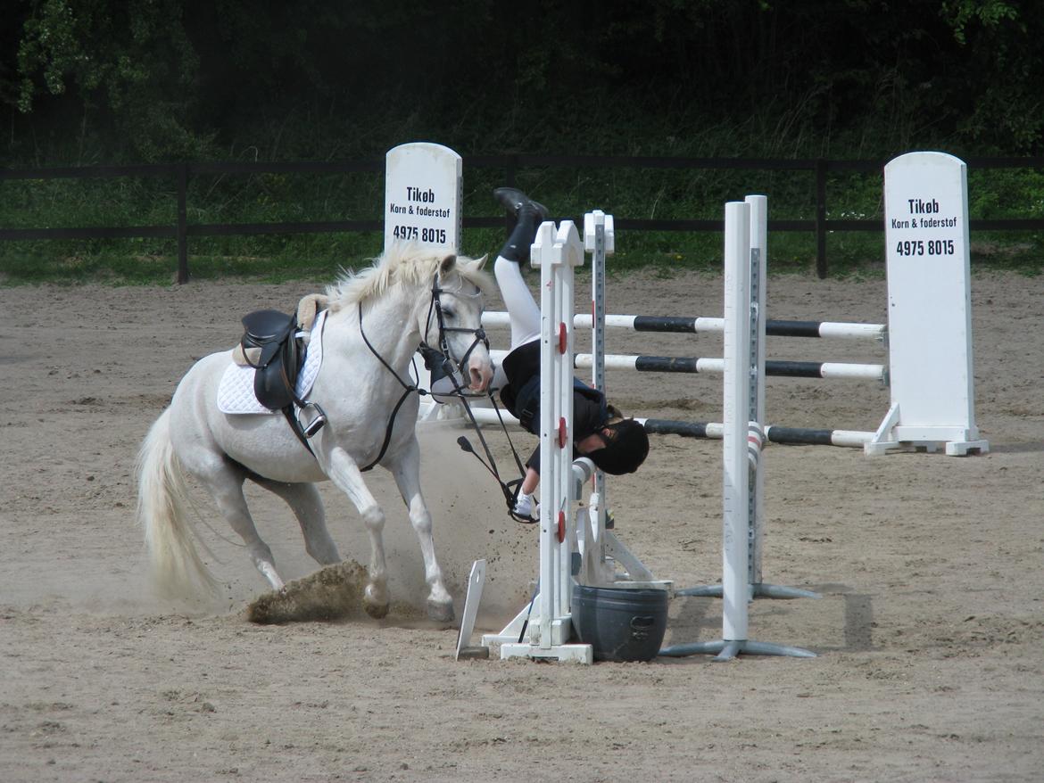 Welsh Cob (sec D) lana sds 35 R.I.P - Hov mulle du tabte mig.. <3 billede 15