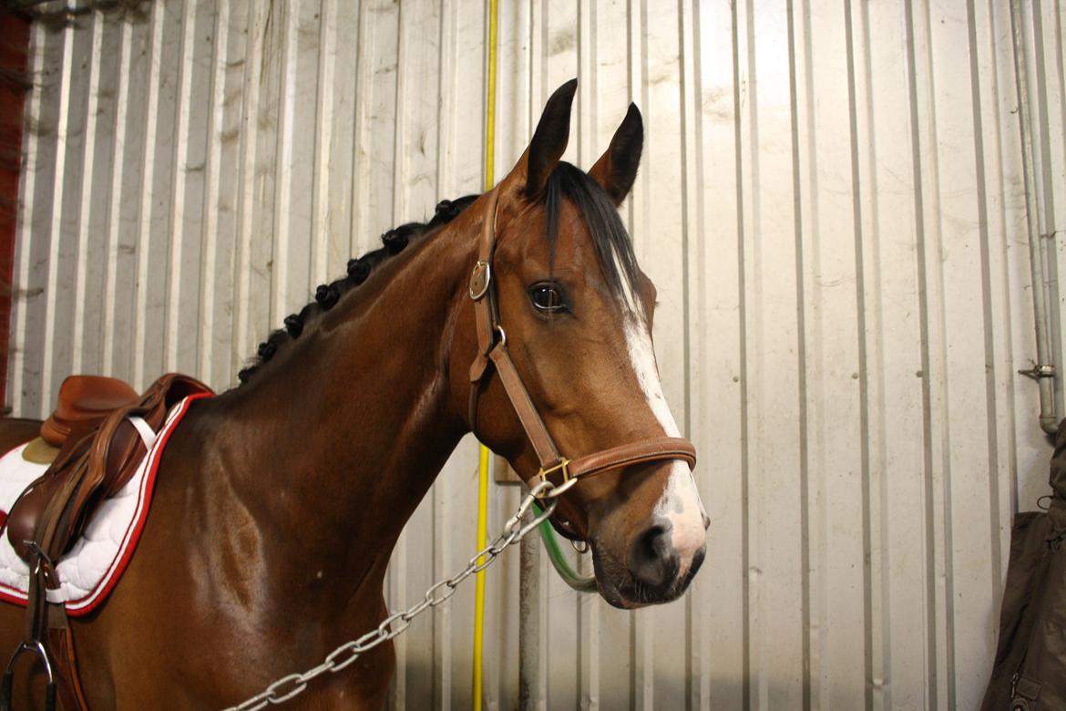 Dansk Varmblod Carpe Diem - stævneklar :-) billede 7