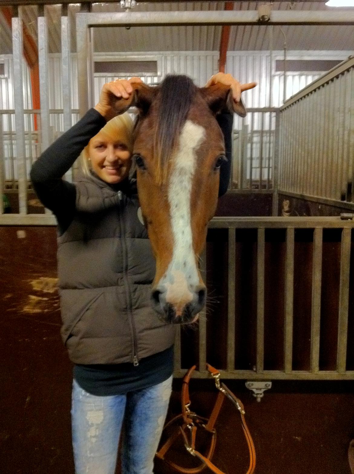 Dansk Varmblod Carpe Diem - Caro og Carpe  billede 8