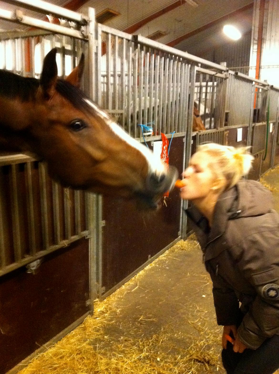 Dansk Varmblod Carpe Diem billede 9