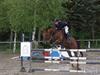 Irsk Sportshest Clinton