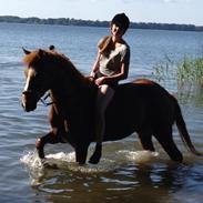 Anden særlig race Simba Stenfeldt <3