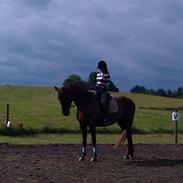 Dansk Varmblod Princess Confident