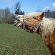 Anden særlig race Charlie